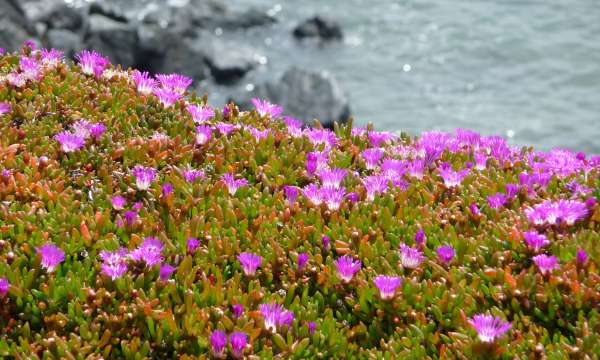 Close up of pink wild flowers on coastal path