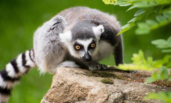 Lemar in Zoo enclosure