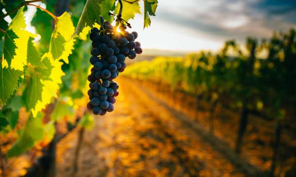 Close up of red grapes growing on vine in Cornish vineyard