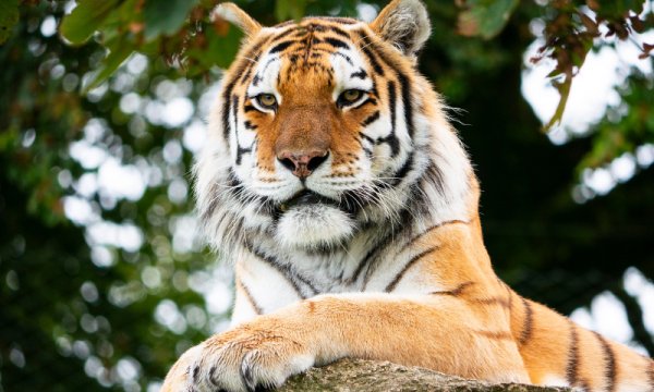 Dartmoor Zoo