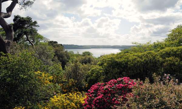 Antony Woodland Garden