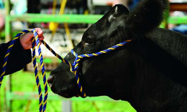 Cow at a show