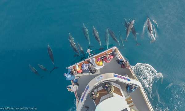 AK Wildlife Cruises with dolphins under the boat in the sea 