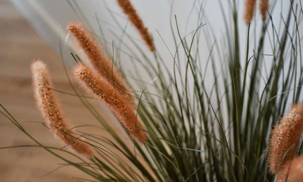 Pampas Grass at No.1 The Duchy