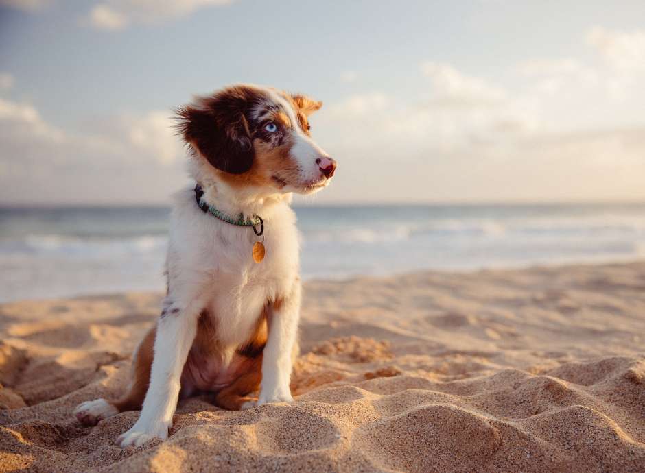 Small Dog on a sandy beach