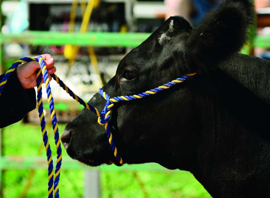 Cow at a show