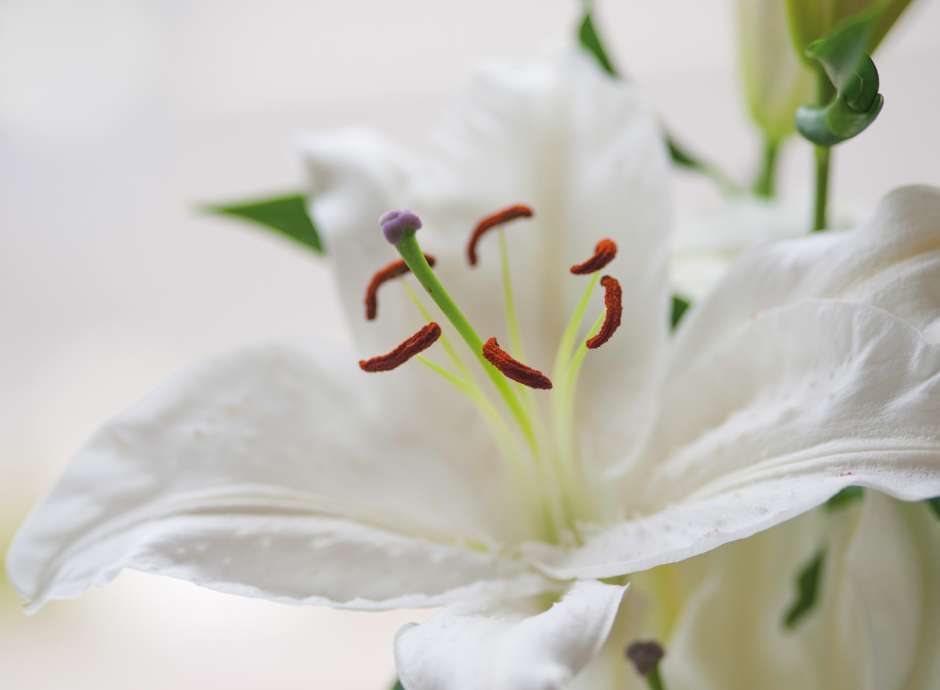 Lily flower and leaves with a white background
