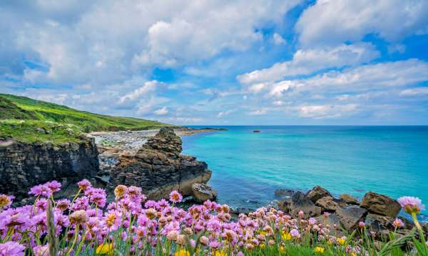 Flowers at St Ives Coastline Cornwall