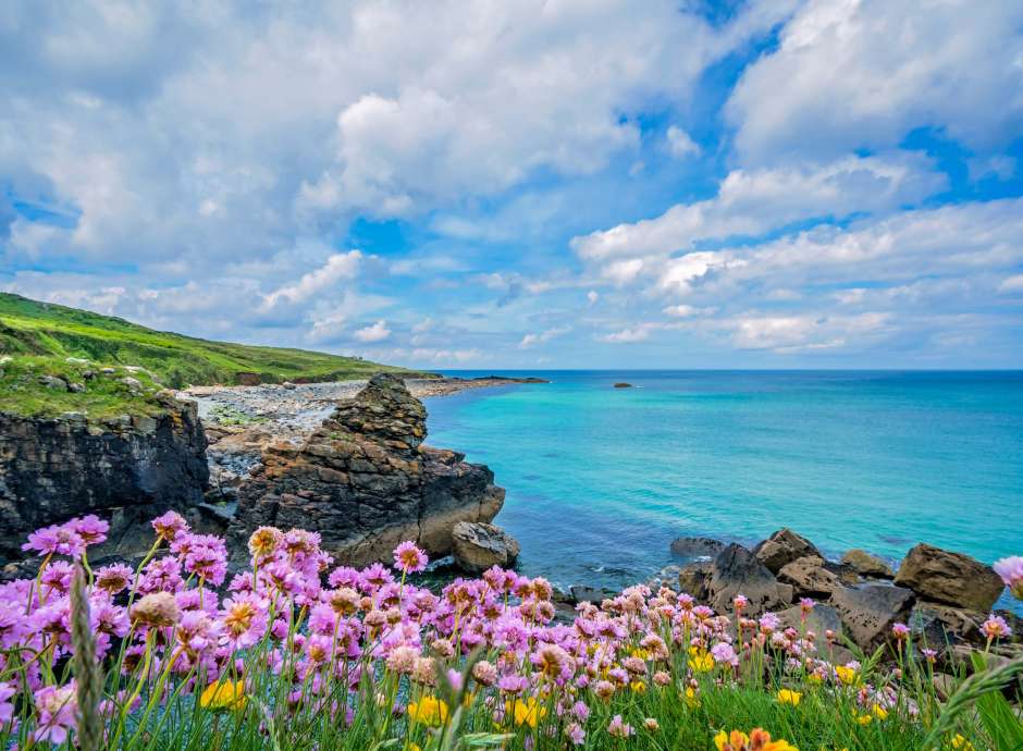 Flowers at St Ives Coastline Cornwall